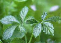 Berg Jiaogulan Der Tee Von Bio Qualität Kaufen image 1